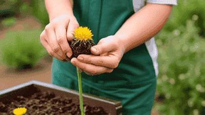 A Simple Flower Planting Guide for Beginners