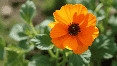 A Simple Flower Planting Guide for Beginners