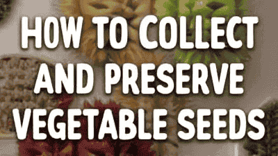 How to collect and preserve vegetable seeds