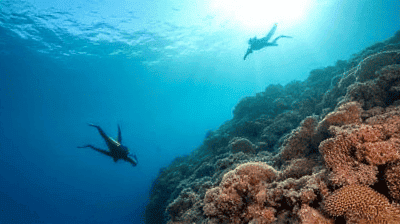 The Great Barrier Reef Guide: Snorkeling vs. Diving, Best Liveaboard Tours & Conservation Tips